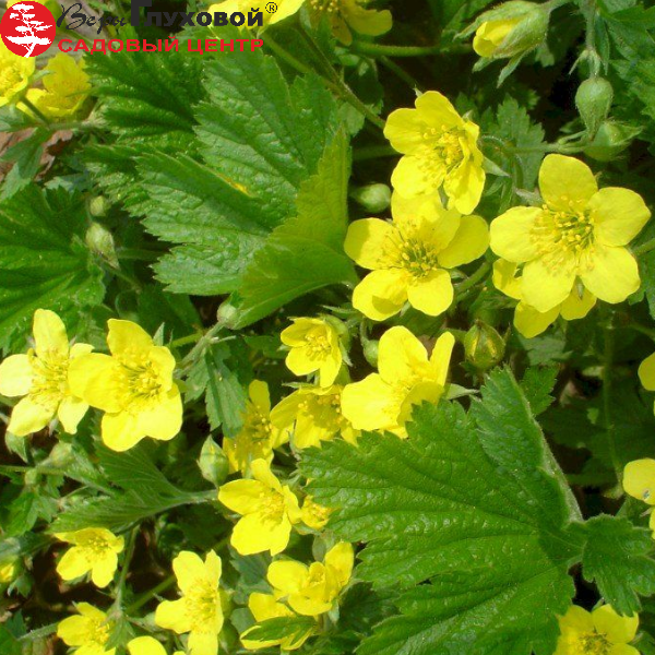 Основное изображение товара