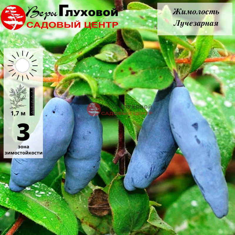 Основное изображение товара