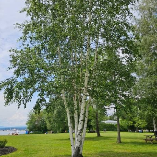 Основное изображение товара