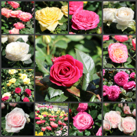 В садовом центре зацвели розы