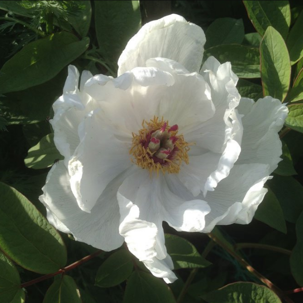 Основное изображение товара