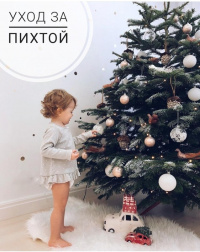 Уход за пихтой, основные работы