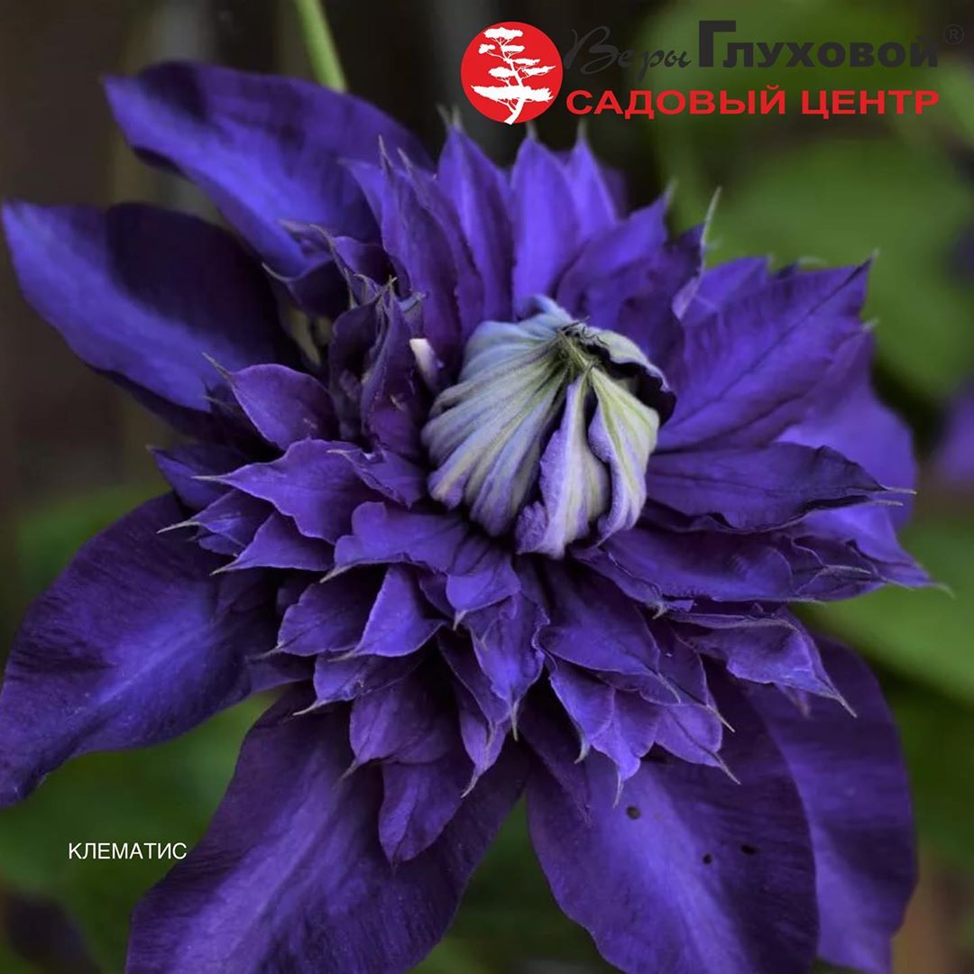 Клематис, краткое описание Клематис, краткое описание