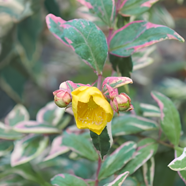 Основное изображение товара