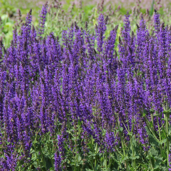 Основное изображение товара