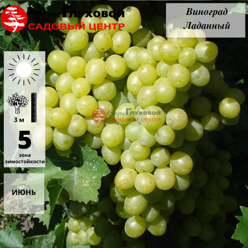 Виноград Ладанный