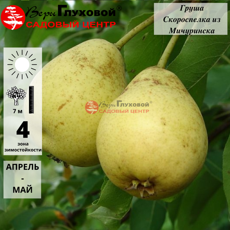 Груша Скороспелка из Мичуринска