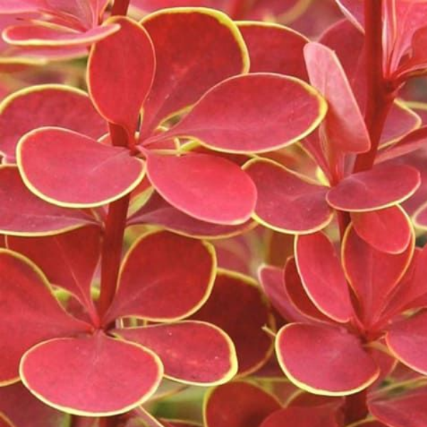 Основное изображение товара