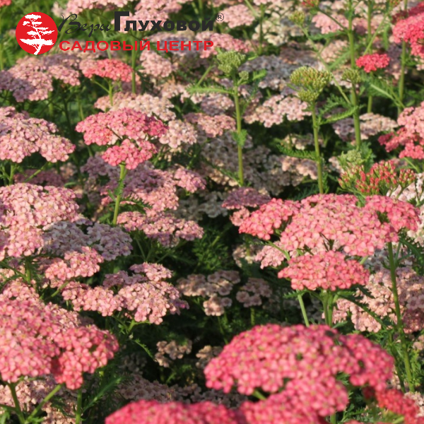 Основное изображение товара