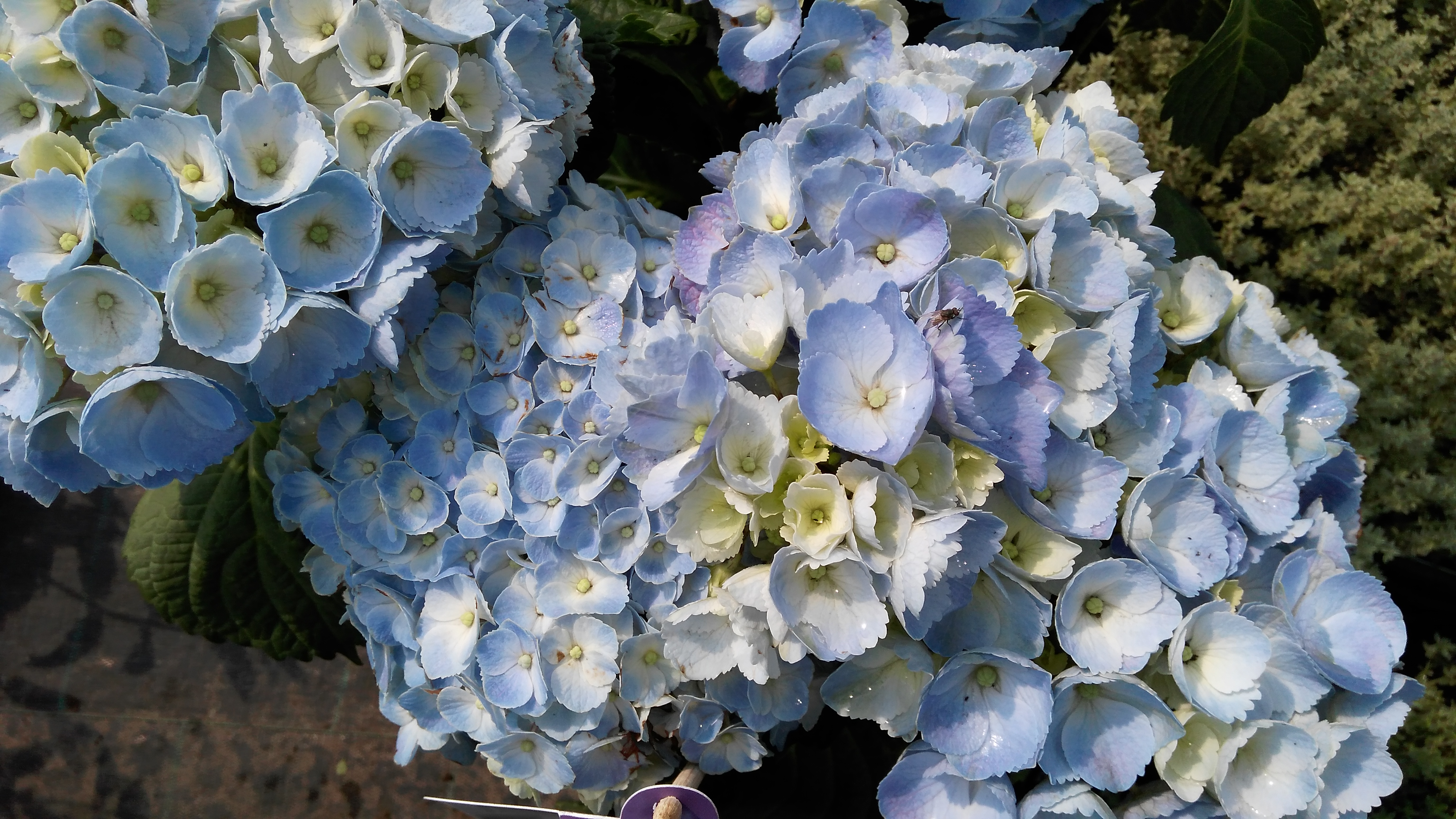 Дорогие друзья ! В продаже появились уникальные, морозоустойчивые сорта гортензии серии Forever&Ever® . Дорогие друзья ! В продаже появились уникальные, морозоустойчивые сорта гортензии серии Forever&Ever® .