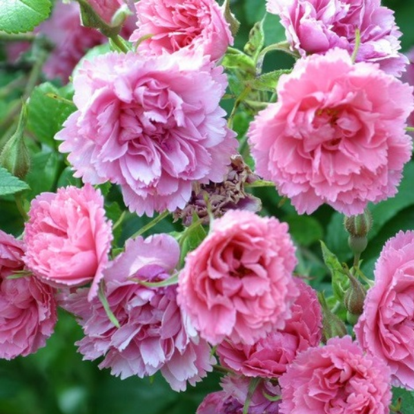 Основное изображение товара