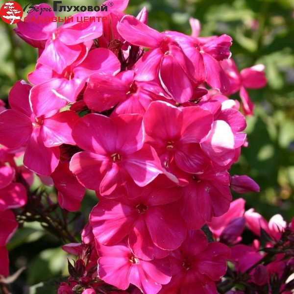 Основное изображение товара