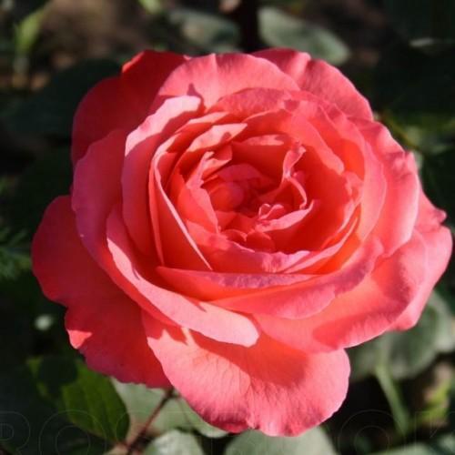 Основное изображение товара