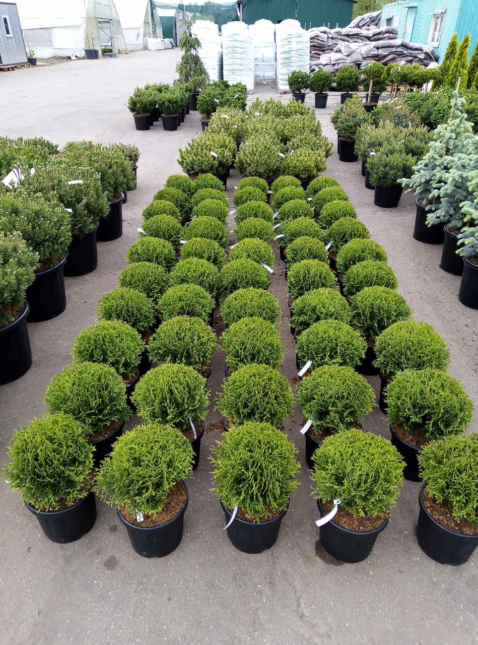 В садовом центре поступление эксклюзивных хвойных растений В садовом центре поступление эксклюзивных хвойных растений