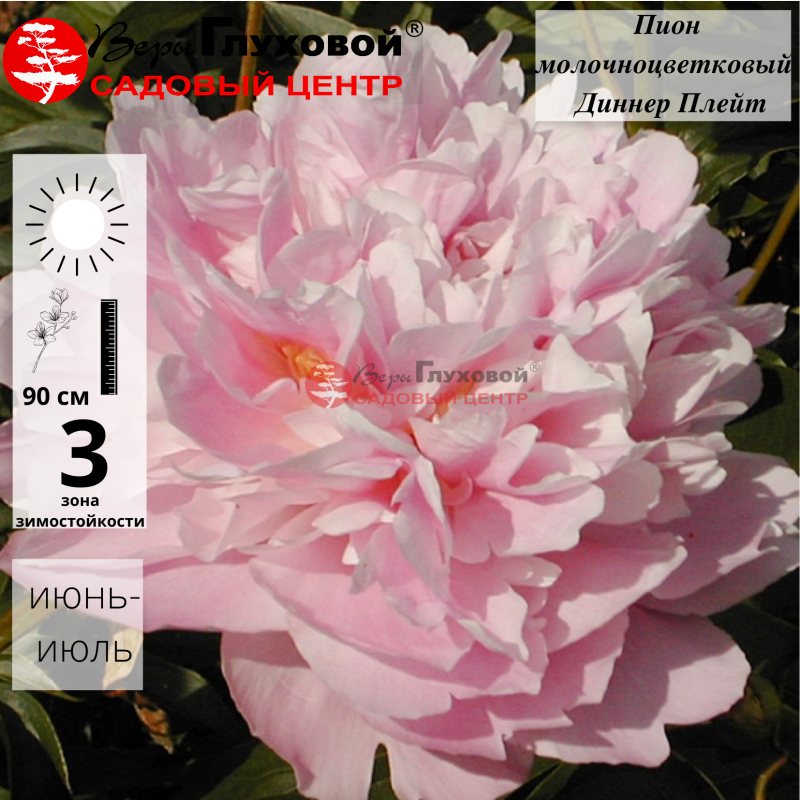 Основное изображение товара