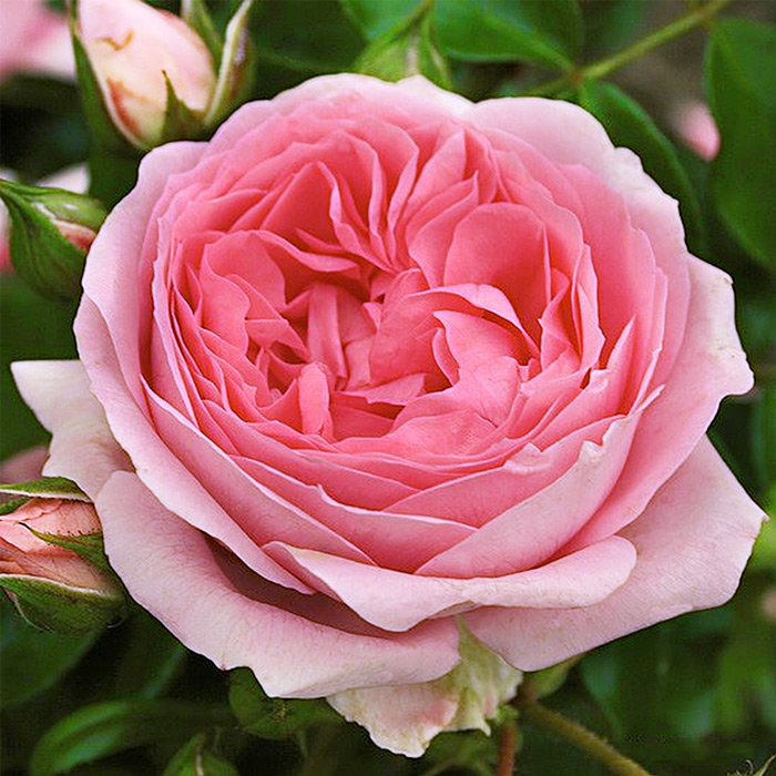 Основное изображение товара