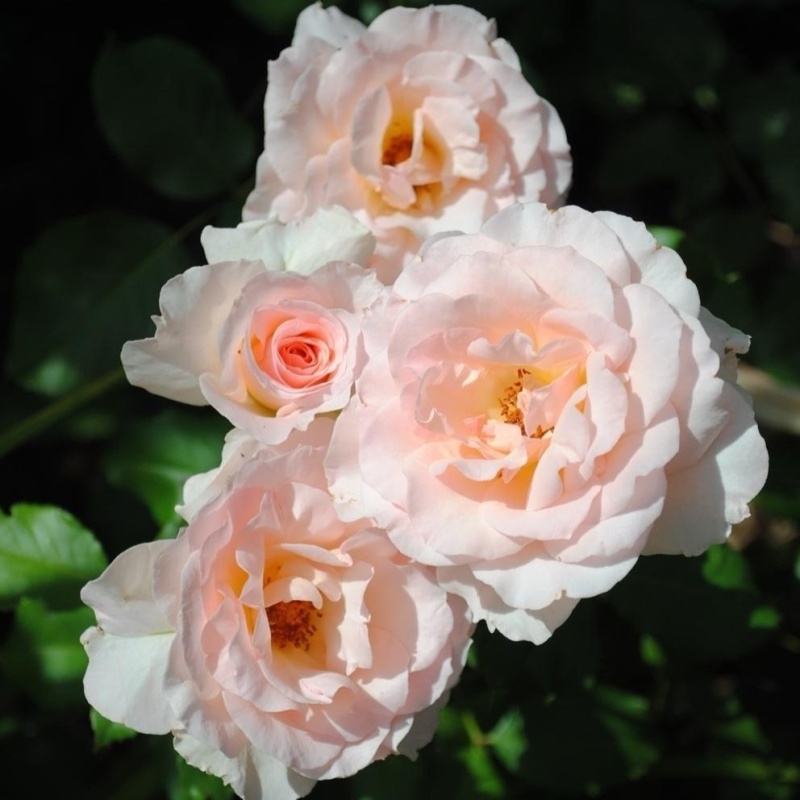 Основное изображение товара