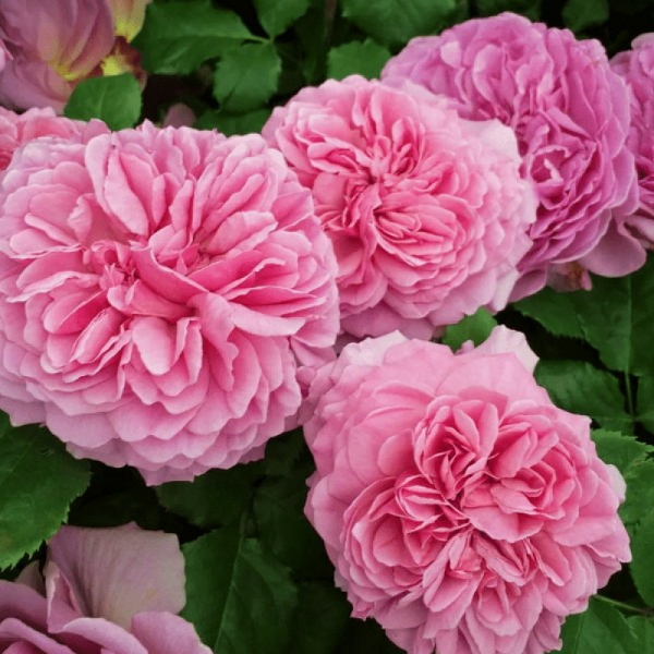 Основное изображение товара