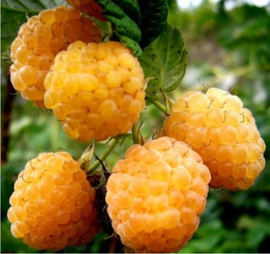 Малина Беглянка (раннеспелый сорт)