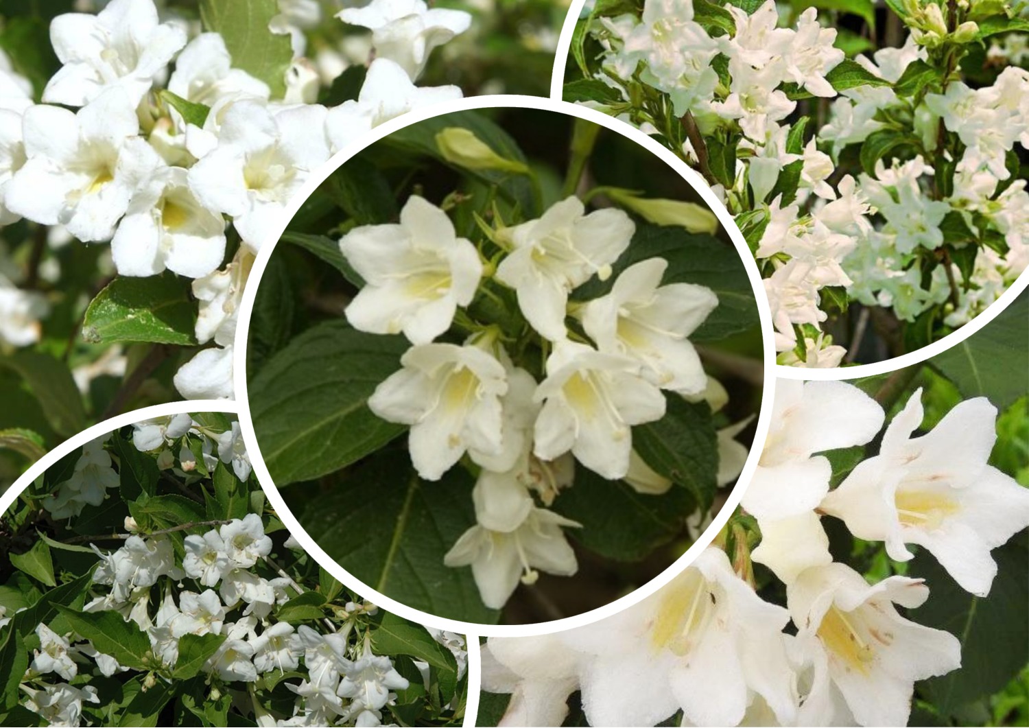 Вейгела Кандида Вейгела Кандида