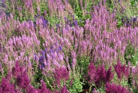 Садовый центр Веры Глуховой предлагает широчайший выбор многолетних цветов собственного производства! 