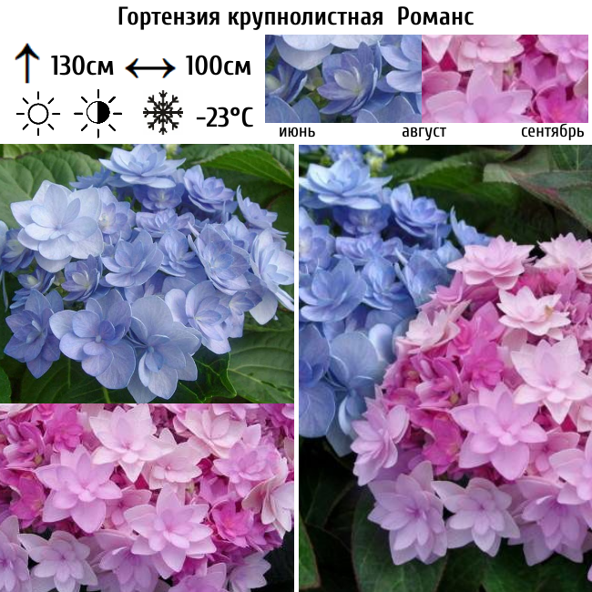 Основное изображение товара