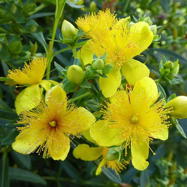 Основное изображение товара