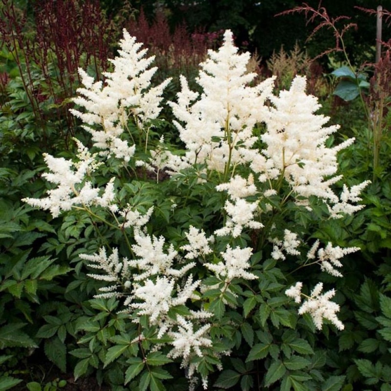 Основное изображение товара