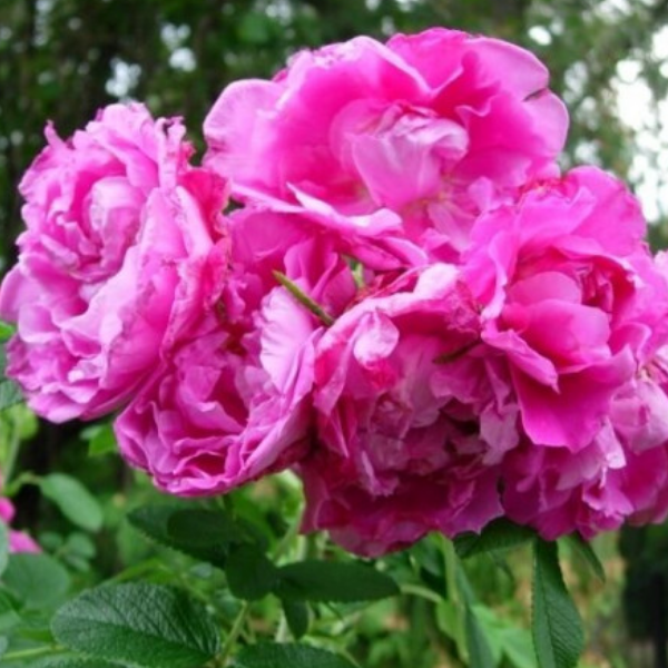 Основное изображение товара