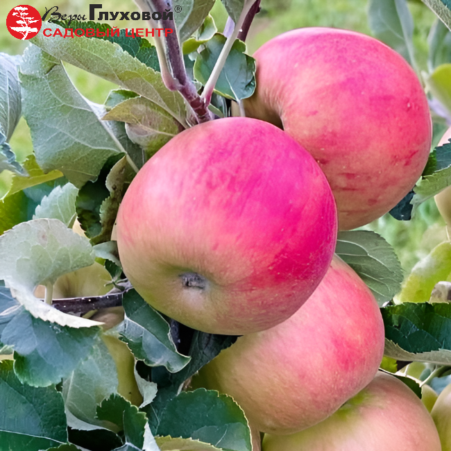 Яблоня Мантет (летний сорт) 7-8-летка