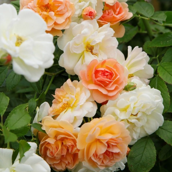 Основное изображение товара