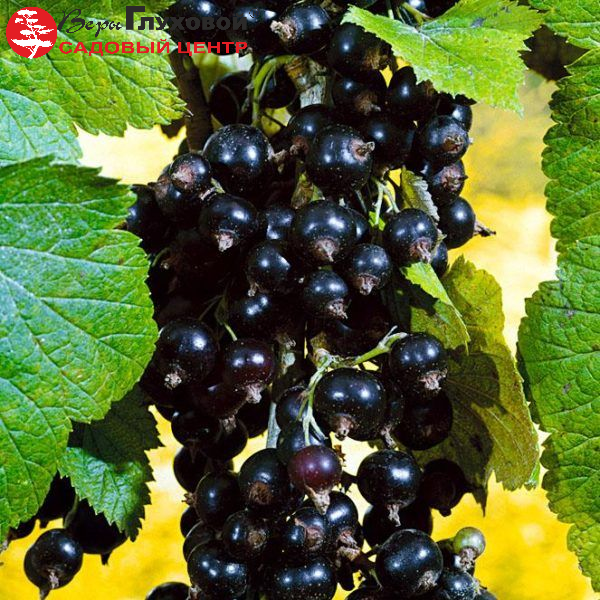 Основное изображение товара