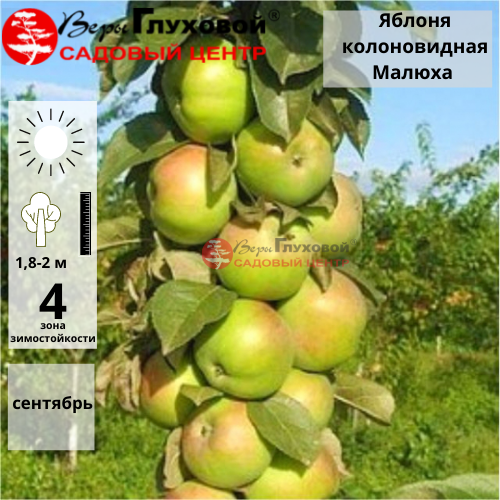 Яблоня колоновидная Малюха (зимний сорт)