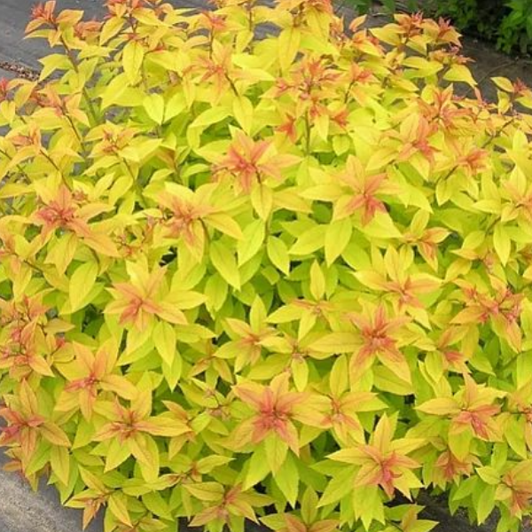 Основное изображение товара