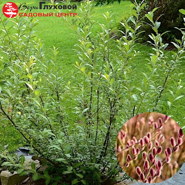 Основное изображение товара