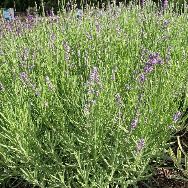 Основное изображение товара