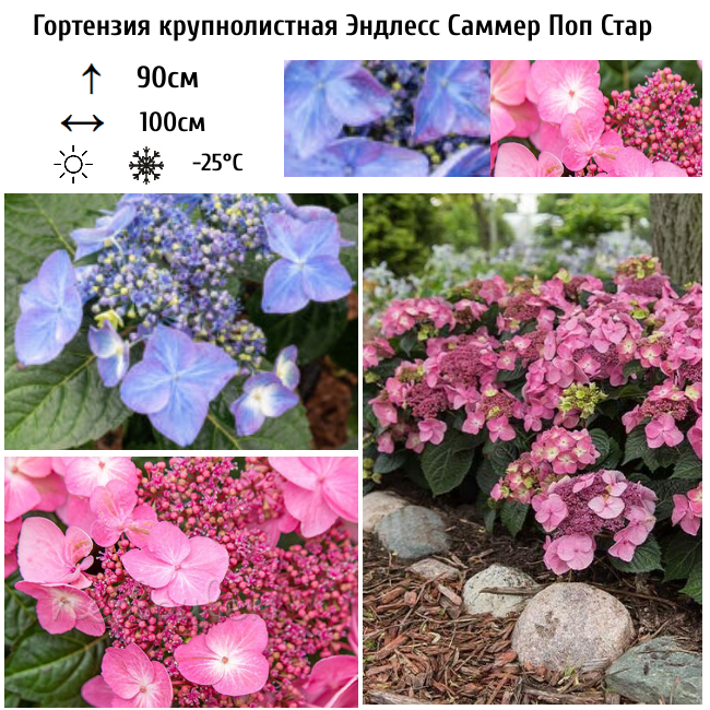 Основное изображение товара