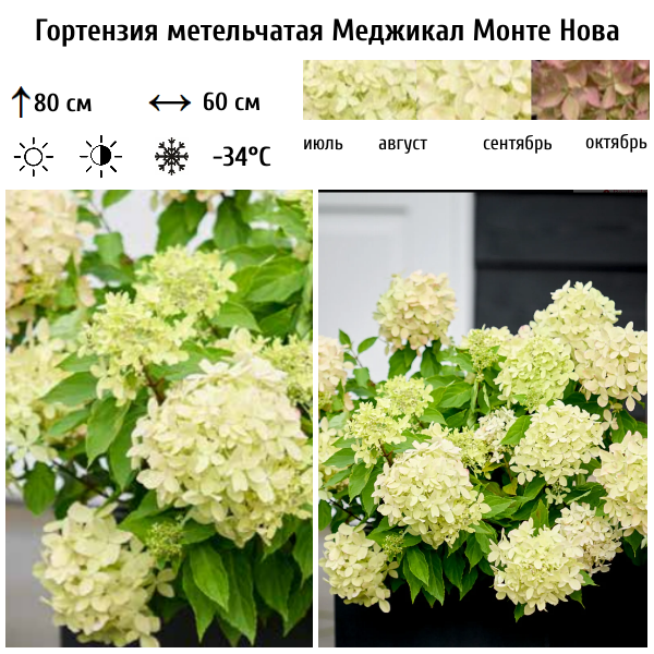 Основное изображение товара