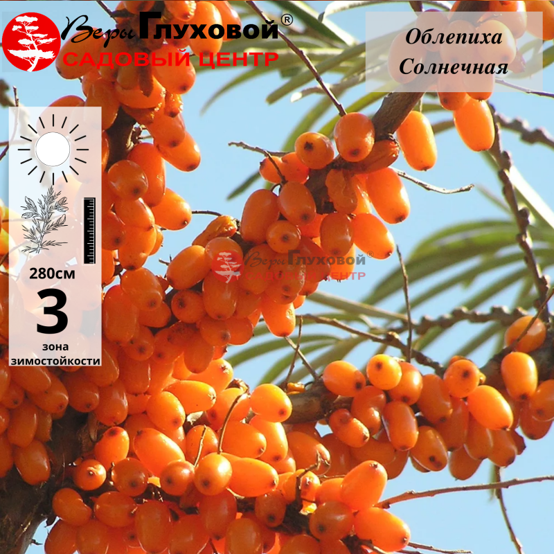 Основное изображение товара