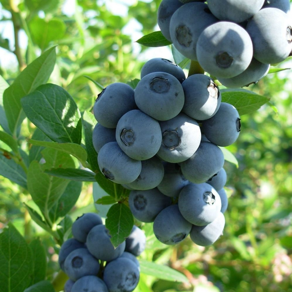 Основное изображение товара