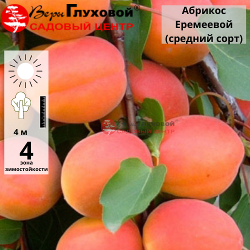 Основное изображение товара