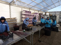 Зимнее черенкование в питомнике