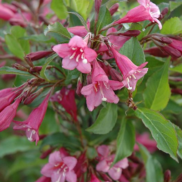 Основное изображение товара