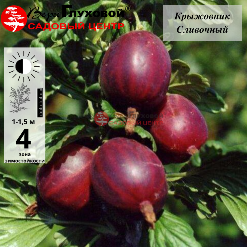 Крыжовник Сливочный