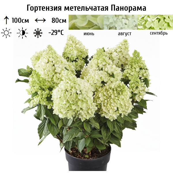 Основное изображение товара