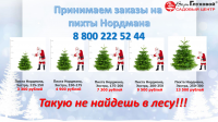 Заказы на Пихты Нордмана