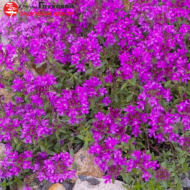 Основное изображение товара