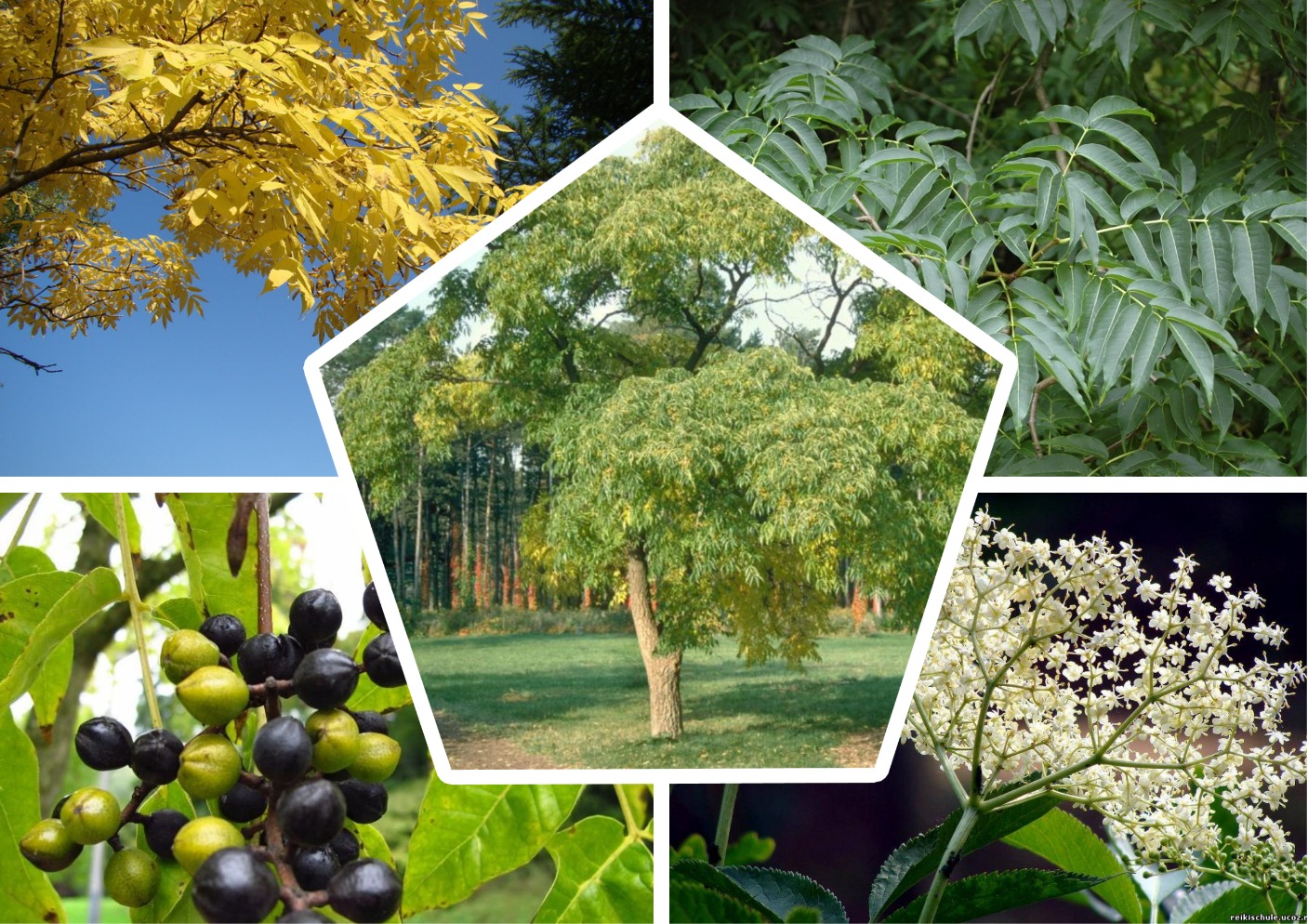 Бархат амурский Бархат амурский