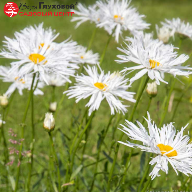 Нивяник великолепный Крейзи Дейзи