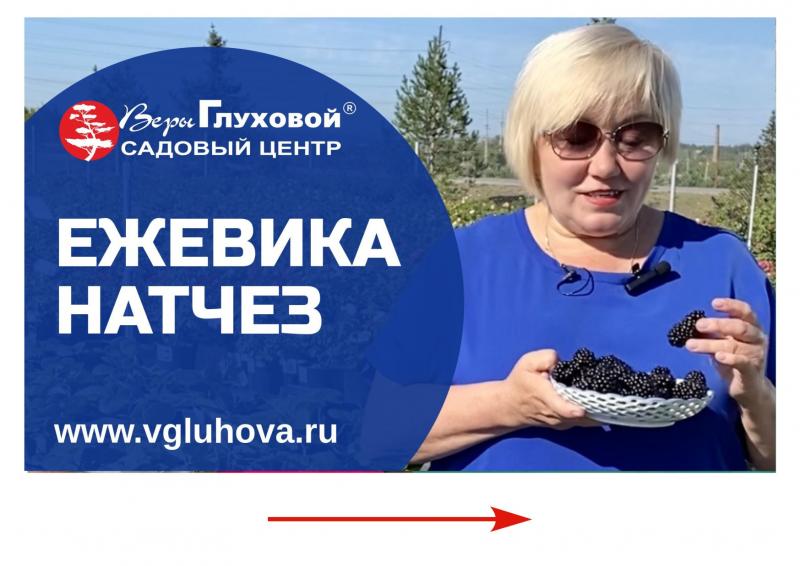 В продажу поступили плодовые деревья и кустарник в контейнере